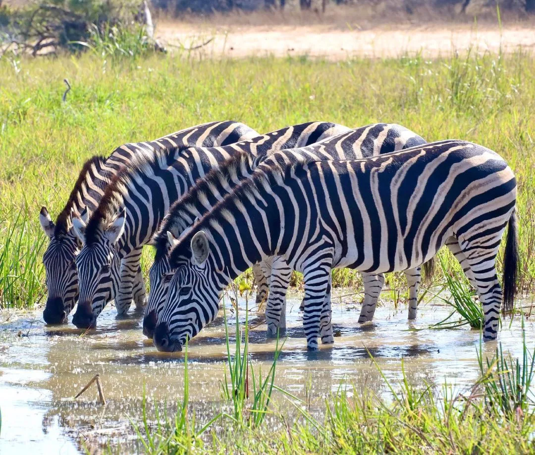 4 DAYS ZEBRA SAFARI